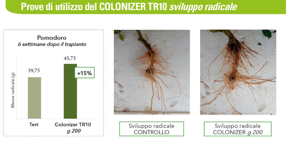 COLONIZER TR 10 sviluppo radicale